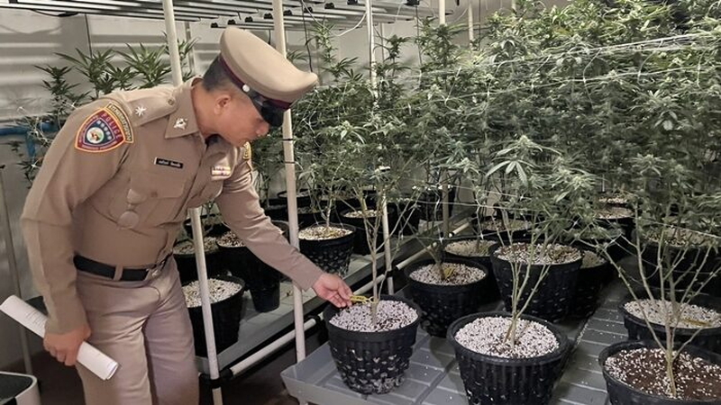 2歳児が食べたゼリーに大麻成分、タイ警察が製造拠点を摘発